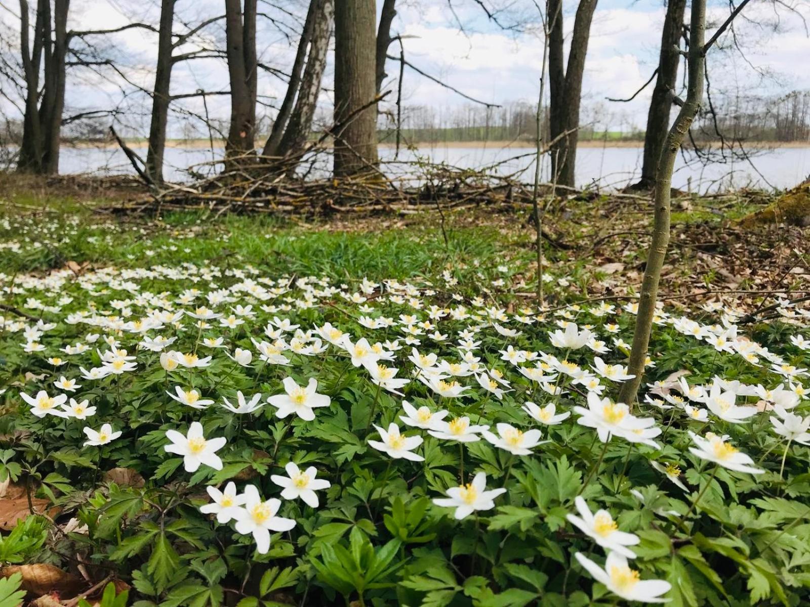 Ferienwohnung In Schmargendorf Bei Angermuende Angermunde Buitenkant foto